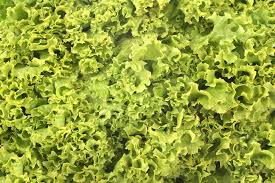 Fancy lettuce