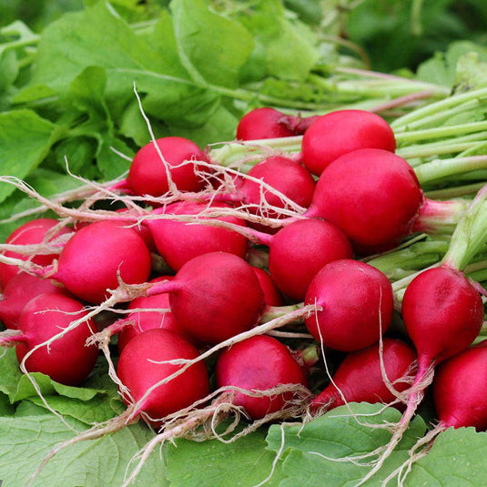 Radish PrePack Veggie Fresh Papanui