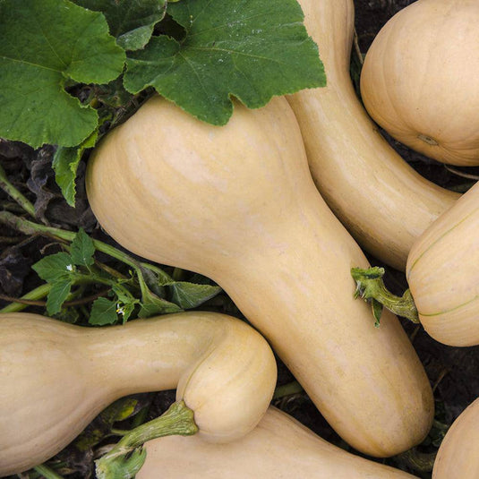 Butternut - Veggie Fresh Papanui