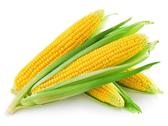 Sweet Corn - Veggie Fresh Papanui