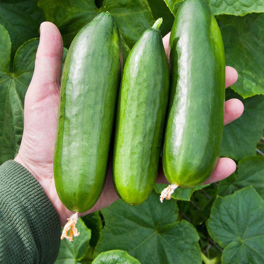 Cucumber Short - Veggie Fresh Papanui