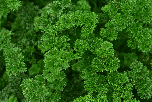 Parsley Bunch - Veggie Fresh Papanui