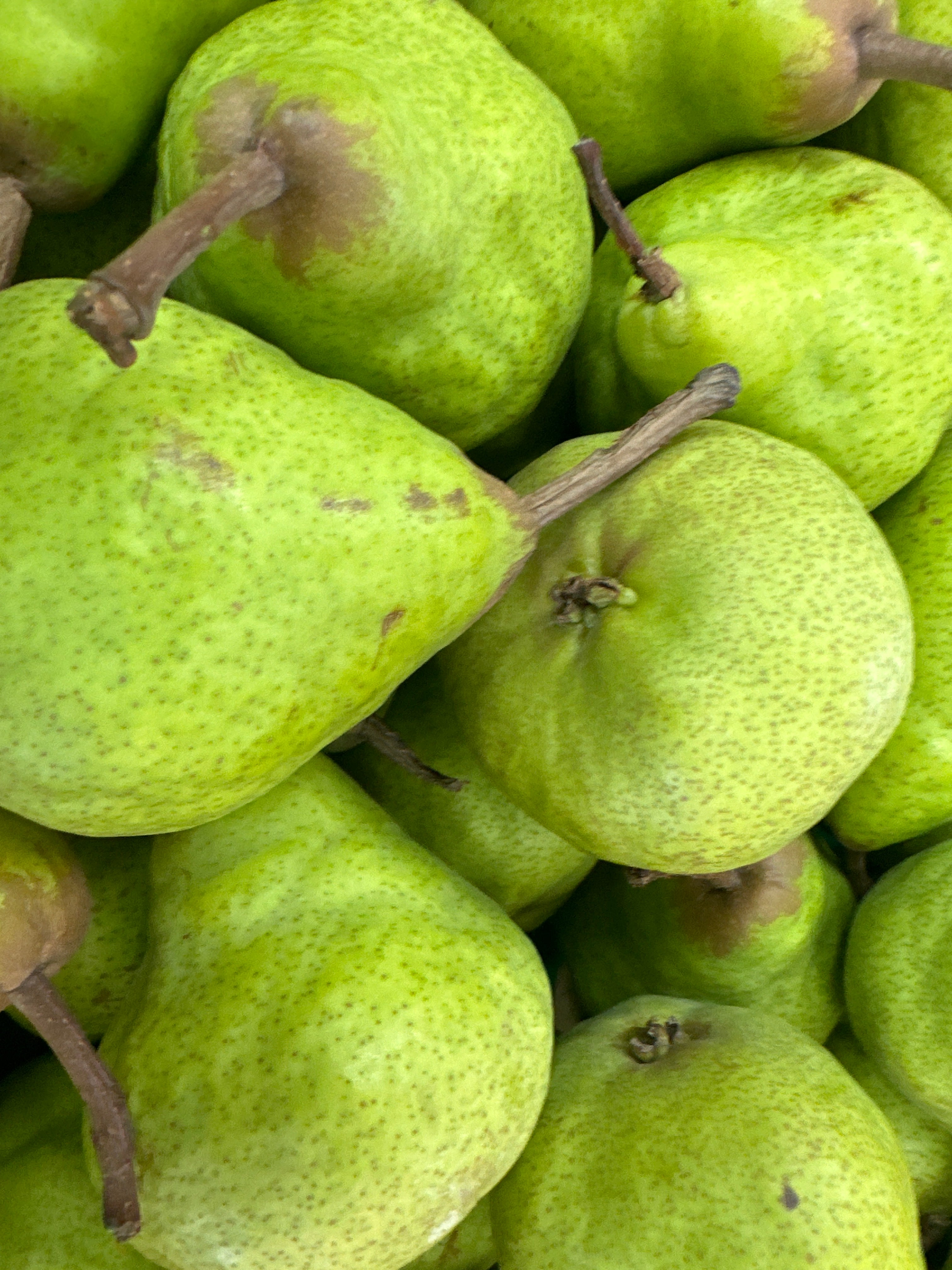 Packham Pears Ripen image