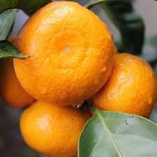 NZ Seedless Mandarin