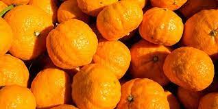 NZ Golden Nugget Mandarin