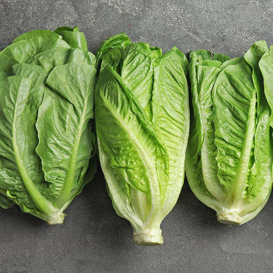 Cos Lettuce - Veggie Fresh Papanui