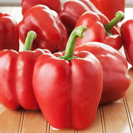 Capsicum Red Veggie Fresh Papanui