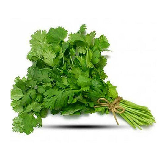 Fresh coriander pack Veggie Fresh Papanui