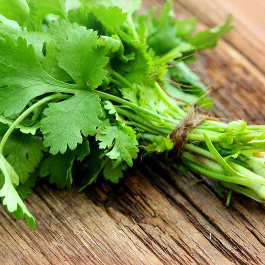 Fresh coriander pack Veggie Fresh Papanui