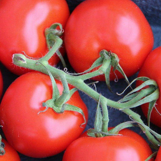 Tomato truss - Veggie Fresh Papanui