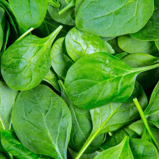 Baby Spinach - Veggie Fresh Papanui