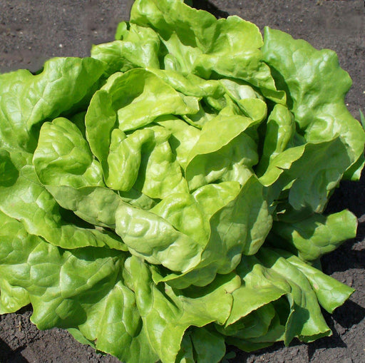 fancy lettuce Veggie Fresh Papanui