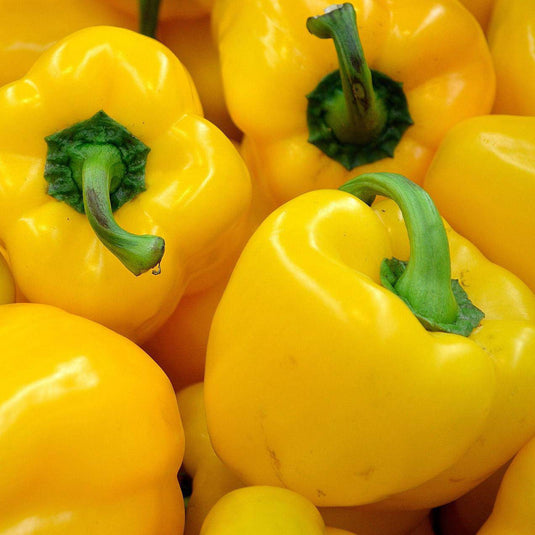 Capsicum Yellow - Veggie Fresh Papanui