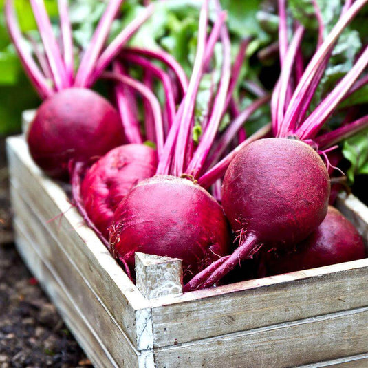 Beetroot - Veggie Fresh Papanui