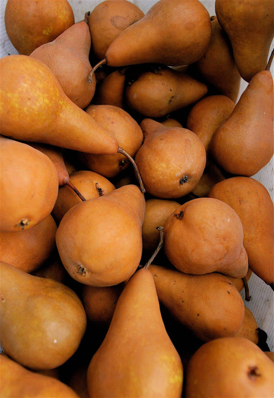 Pear Bosc - Veggie Fresh Papanui