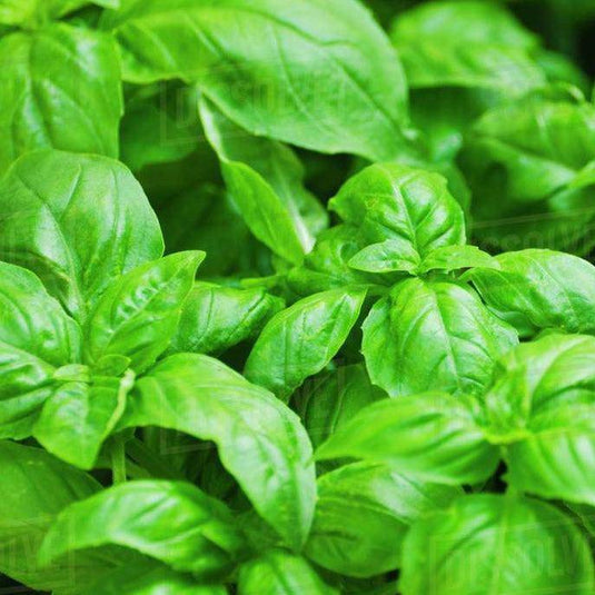 Fresh Basil Herb - Veggie Fresh Papanui
