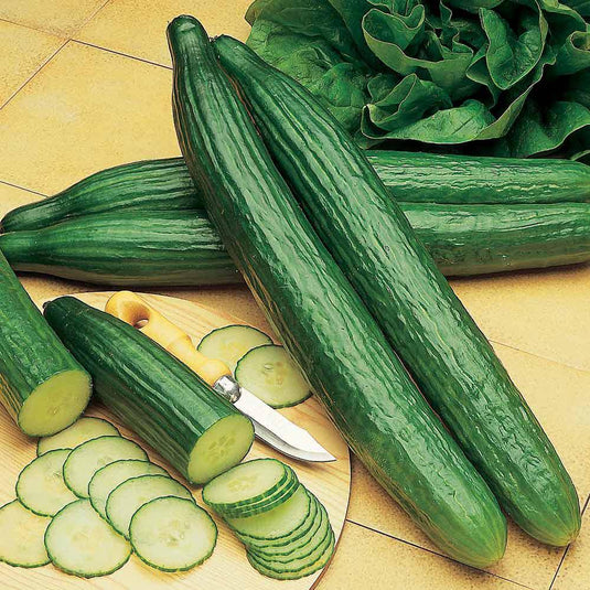 Cucumber Telegraph Veggie Fresh Papanui