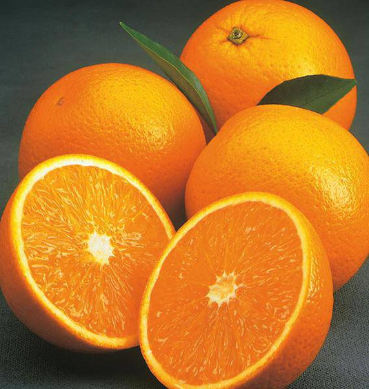 Oranges Valencia NZ Veggie Fresh Papanui