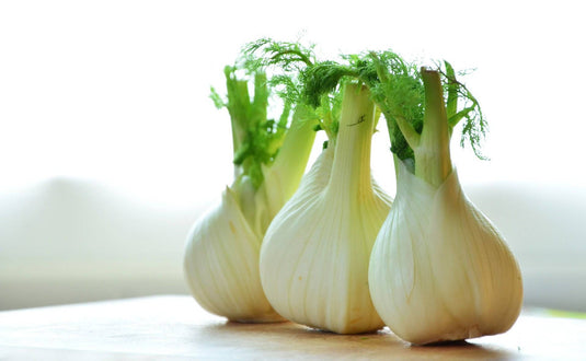 Fennel Bulb Veggie Fresh Papanui
