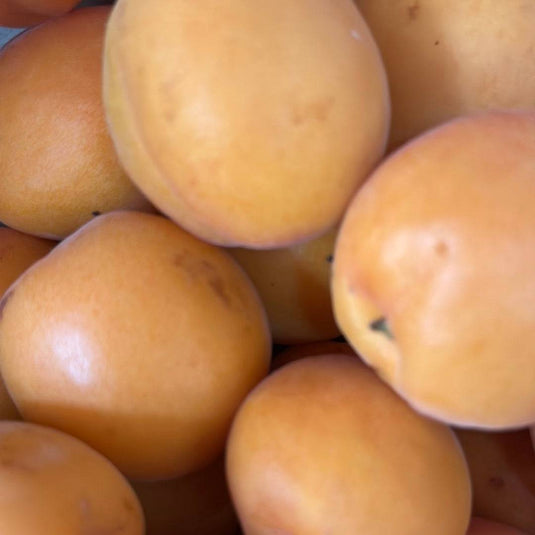 Apricot - Veggie Fresh Papanui