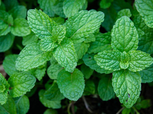 Mint - Veggie Fresh Papanui