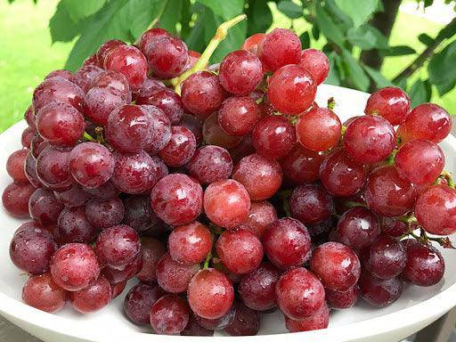 Grapes Red - Veggie Fresh Papanui